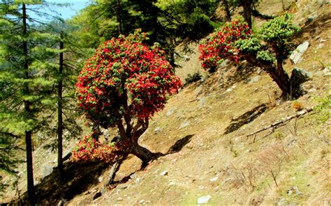 konoha village uttarakhand|8 Most Beautiful Villages of Uttarakhand that You .
